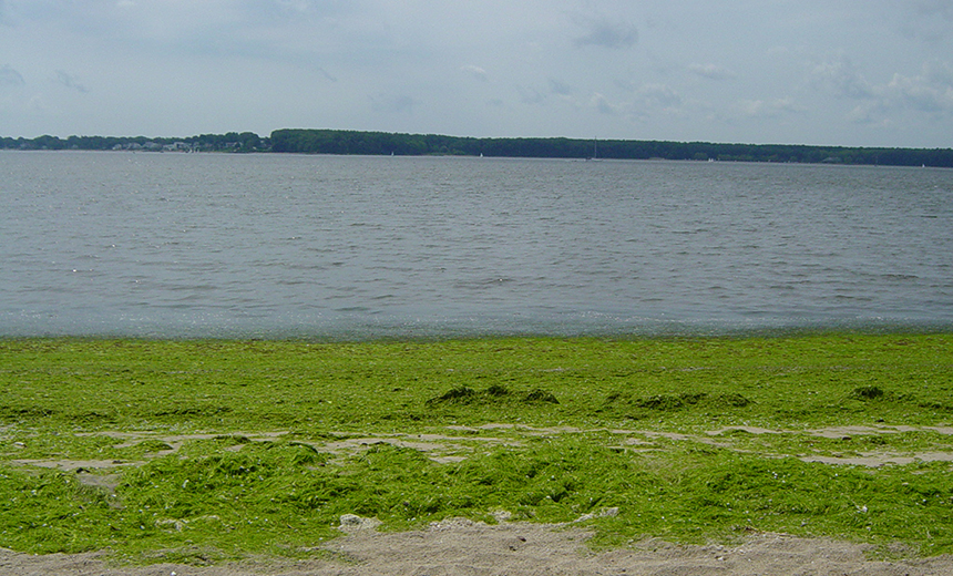 Macroalgal blooms cover a Rhode Island beach on Greenwich Bay. As the massive green mats wash up on beaches and take over shallow areas, they block needed light and deplete oxygen in the water column. (URI Thornber lab)