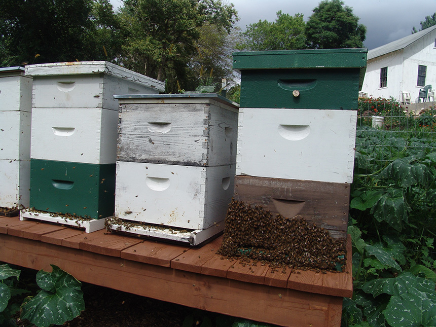 Between April 2014 and April 2015, U.S. beekeepers lost an average of 42 percent of their bees. (Frank Carini/ecoRI News)