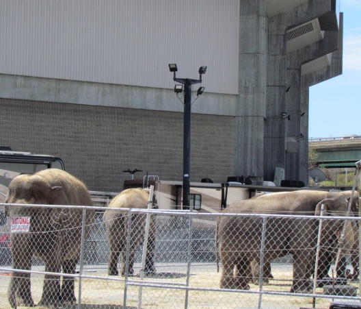 Ringling Bros. will stop using elephants for good after three shows in Providence. (Tim Faulkner/ecoRI News)
