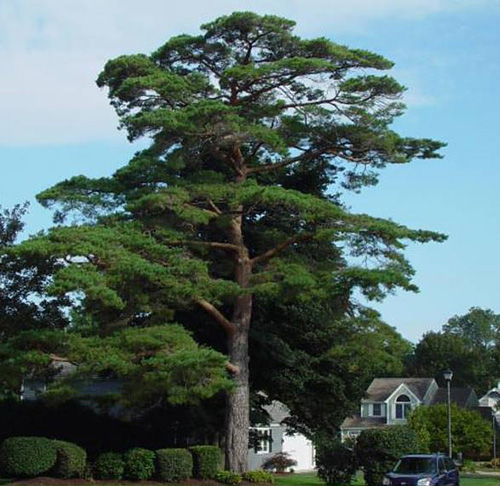 ‘Champion’ trees take time to mature, at least a hundred years. (R.I. Tree Council)