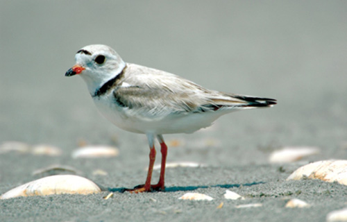 Threatened piping plovers can be found on Atlantic Coast beaches extending from North Carolina to Maine. (DOI)