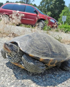 Rhode Island is home to seven species of native turtles and most of them lay their eggs in late May and early June. They often have to cross the street to do so. (ecoRI News)