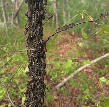 Caterpillars at Crawley Preserve in Richmond, R.I. (Jodi Grinnell)