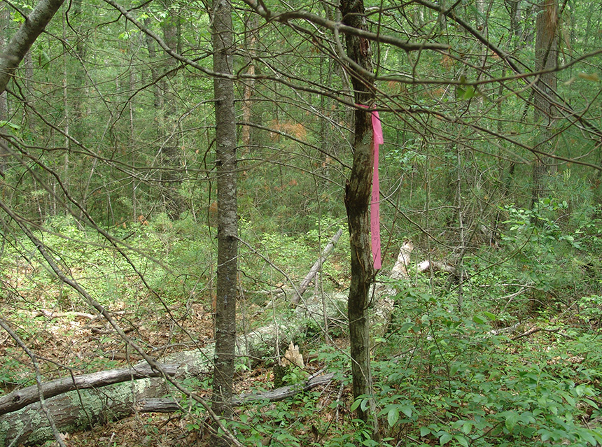 The pink ribbon marks a boundary for the natural-gas power plant proposed for the woods of Burrillville, R.I. (Frank Carini/ecoRI News)