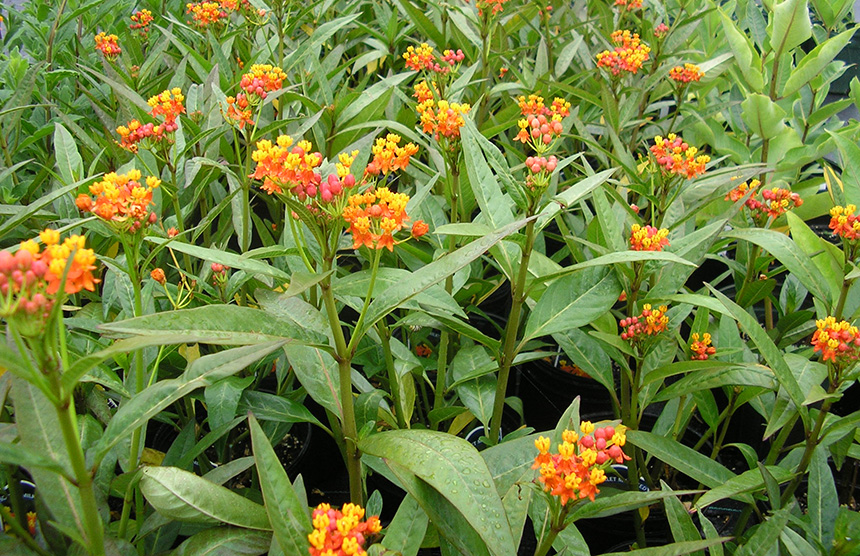 Blue Moon Farm sells several varieties of milkweed. (Mike Yarworth photos)