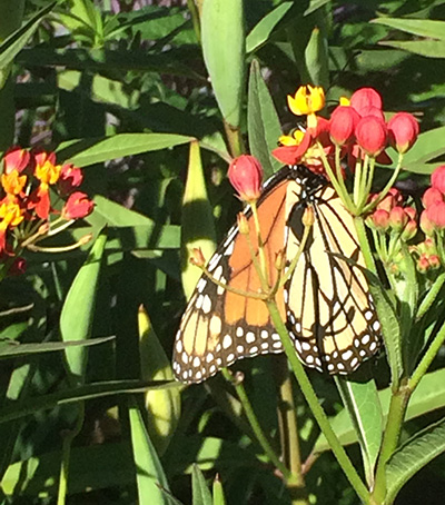 In about a month, monarchs transform from tiny eggs to larval caterpillars, to pupa encased in a silken chrysalis to adult butterflies.