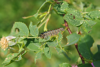 Depending on the species, plant or animal, the defoliation being done by gypsy moth caterpillars this summer can be good or bad. (istock)