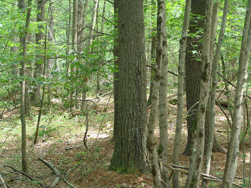 The location of the proposed Burrillville, R.I., fossil-fuel power plant is situated among some 16,000 acres of protected forestland in three states. (Frank Carini/ecoRI News)