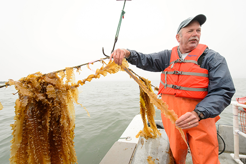 University of Connecticut professor Charlie Yarish, also known as ‘Capt. Seaweed,’ is a leader in the emerging U.S. sea vegetable farming industry. (Peter Morenus/UConn Today photos)