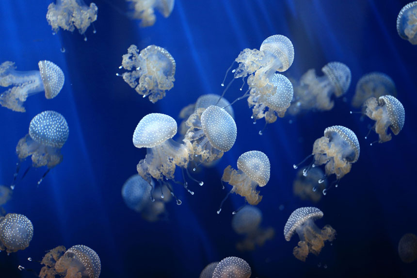 There have been reports in the past few years throughout southern New England of unusually large numbers of jellyfish. (istock)