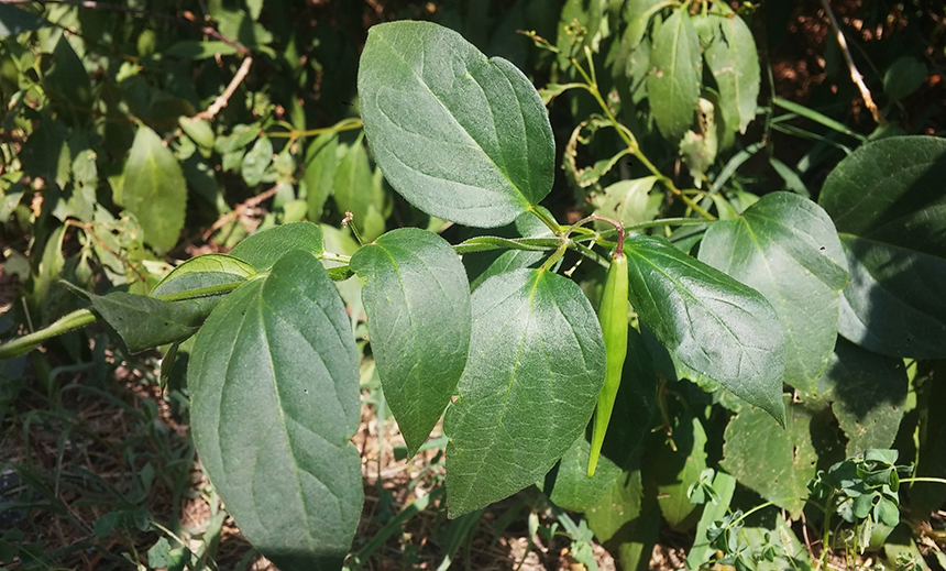 Black swallow-wort reproduces by sprouting new stems from existing roots and by spreading seeds. Inside this seed pod are thousands of seeds that will float on the wind or hitch rides on animal fur to other areas where the vine will take hold. Removing and disposing of seed pods before they open is one way of slowing the spread of the plant.