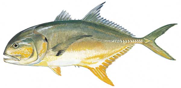 A crevalle jack. (SCDNR)