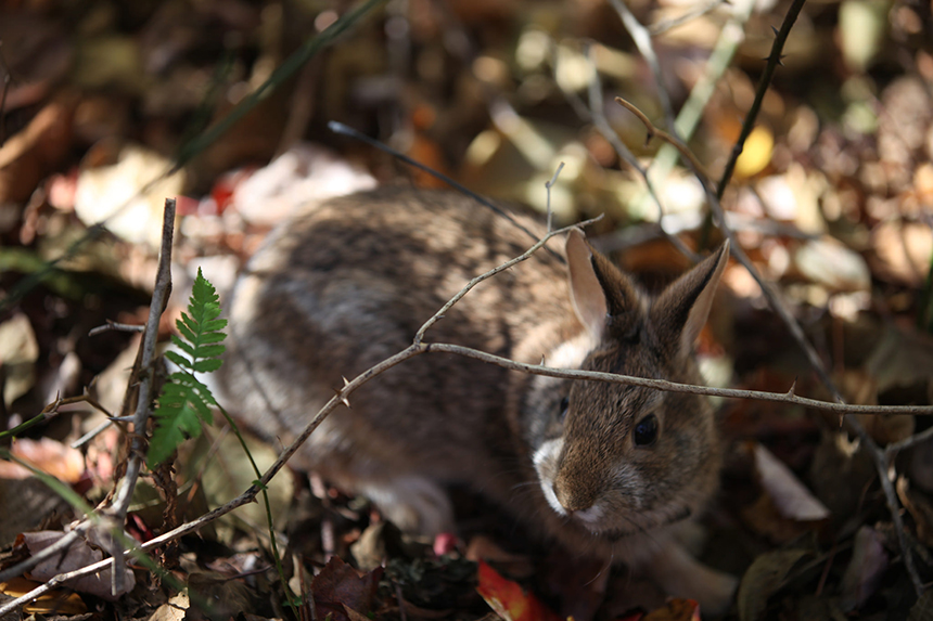 The U.S. Fish & Wildlife Service has proposed a project that would create more shrubland habitat, possibly at the expense of forestland, for such species as the New England cottontail. In Connecticut, Massachusetts and Rhode Island, three of the six states involved in the creation of the Great Thicket National Wildlife Refuge, the rabbit can legally be hunted. (Tom Barnes/USFWS)