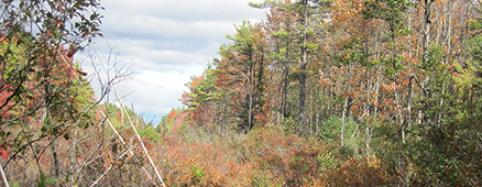The U.S. Fish & Wildlife Service wants to create 15,000 acres of shrubland habitat in six Northeast states. (Bill Zinni/USFWS)