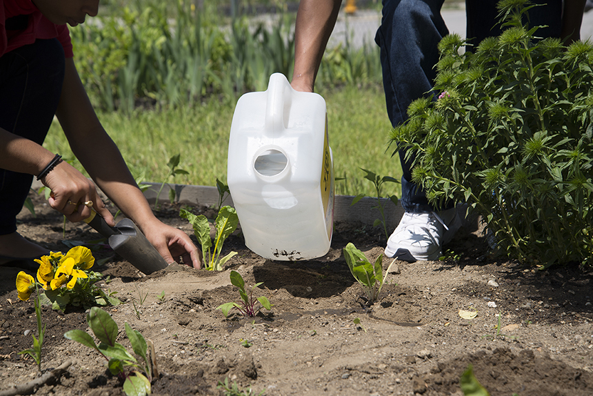 Middle-school students have planted 15 trees along Hunt Street. Six trees were planted in front of City Hall in April. Central Falls High School students have planted eggplants, peppers and tomatoes in what used to be a vacant lot. (Joanna Detz/ecoRI News)