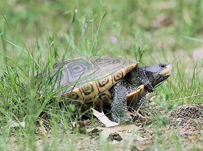 Diamondback terrapins are the only turtle in the Ocean State adapted for life in salt marshes, coves and other quiet brackish waters. (Rhode Island Natural History Survey)
