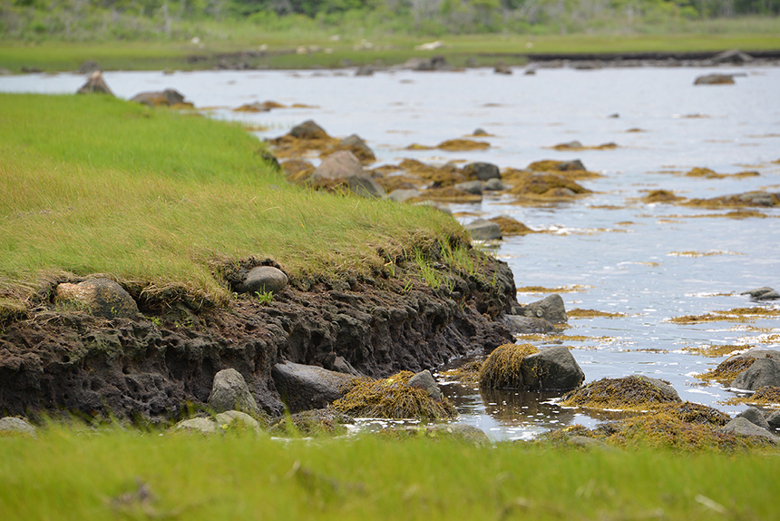 Before Horace Field collected bits of plastic and pieces of Styrofoam that littered the shoreline and discovered the largest source of this pollution, Brandt Island Cove was a mess.