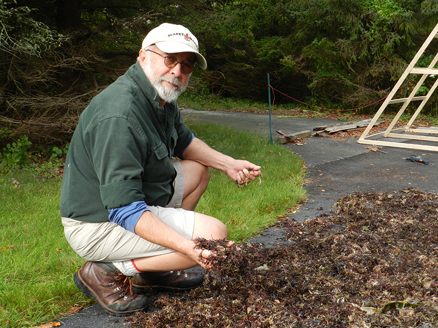 David Blaney with some Irish moss left out to dry. (Judee Burr/ecoRI News photos)