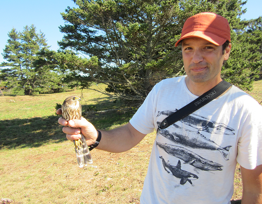 Rick Gray holding a merlin, one of the falcons he captured on Block Island for his study of falcon migration. (Todd McLeish/ecoRI News)