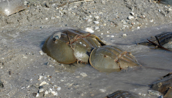 Rhode Island horseshoe crabs spawn in April and May. (USFWS)