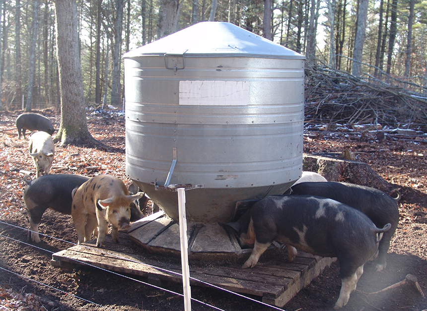 Pigs, which dine on organic feed and chemical-free grass, are the farm’s most profitable animal.