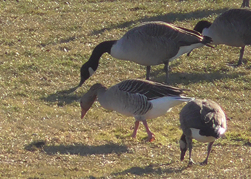 A greylag goose, middle, has been spotted this winter hanging out with Canada geese at a pond in East Providence, R.I. (Alan Strauss)