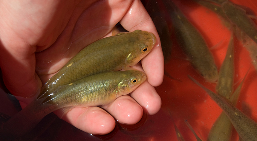Killifish are known to have extremely high levels of genetic variation, making them unusually well positioned to quickly adapt and survive in radically altered habitats. (Tom Kleindinst/WHOI)
