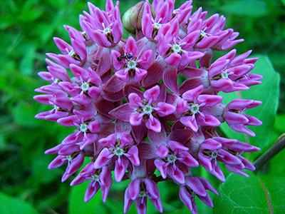 Volunteer botanists, however, did find purple milkweed in West Warwick, R.I. (M.W. Fisher/Flickr)