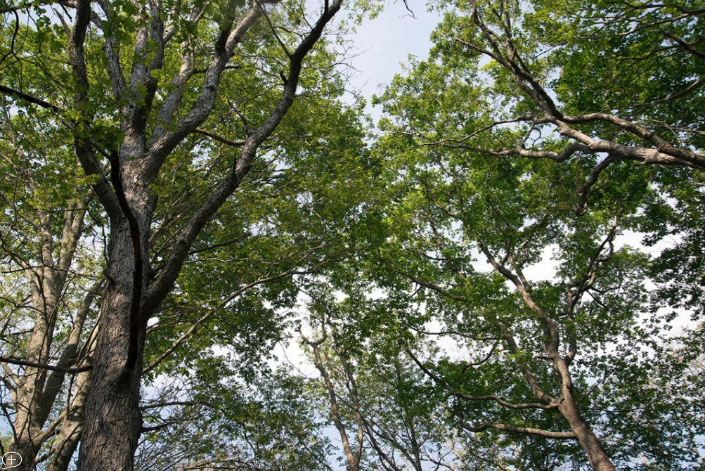 Forest canopy at Dundery Brook Trail in Little Compton, R.I. (Joanna Detz/ecoRI News)