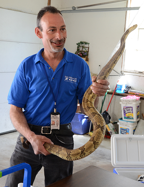 One of Lou Perrotti’s main interests is snakes, including helping run a program designed to protect the Northeast’s native population of timber rattlesnakes. (Roger Williams Park Zoo photos)