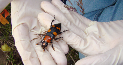 American burying beetles can only be found in five states, including Rhode Island.