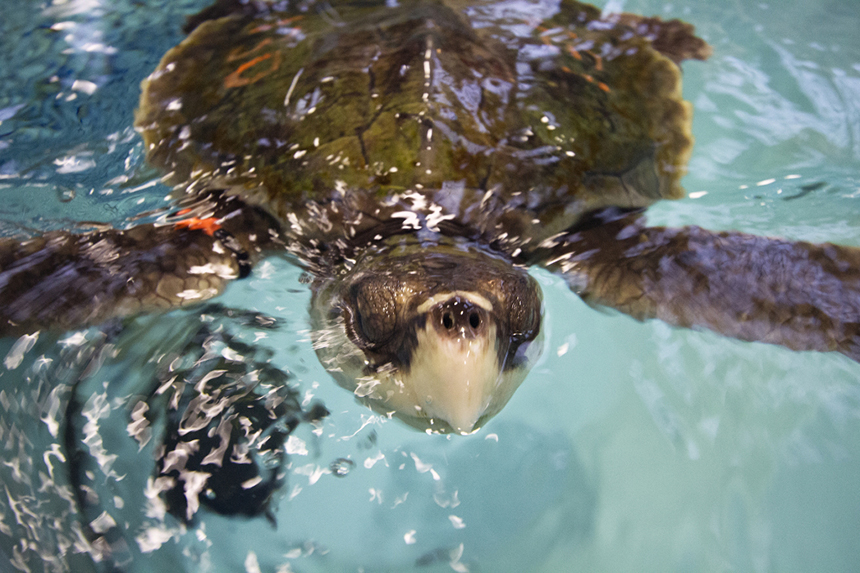 Kemp’s ridley sea turtles are the most common species to be stranded on Cape Cod.