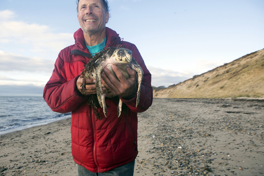 Nick Picariello, a Mass Audubon volunteer, found a Kemp’s ridley sea turtle in Duck Harbor stunned and almost dead. Without being found and rushed to the Wellfleet Bay Wildlife Sanctuary, the turtles would freeze to death on the sand.