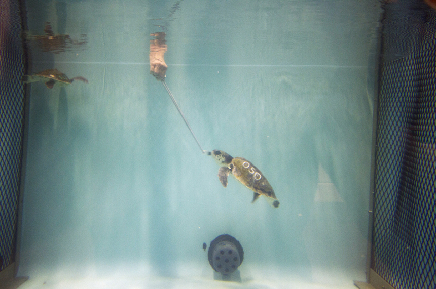 A rescued sea turtle is fed small pieces of squid and fish from the end of a long metal rod in a tank at the New England Aquarium turtle rehabilitation center in Quincy, Mass.