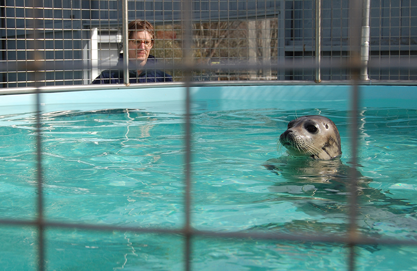 The Seal Rescue Clinic keeps round-the-clock watch on recovering animals. (Mystic Aquarium)