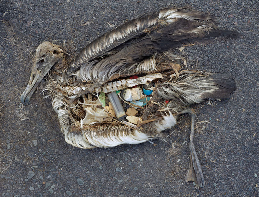 About a million sea birds, such as this albatross on Midway Atoll, are killed annually by plastic. (Chris Jordan)