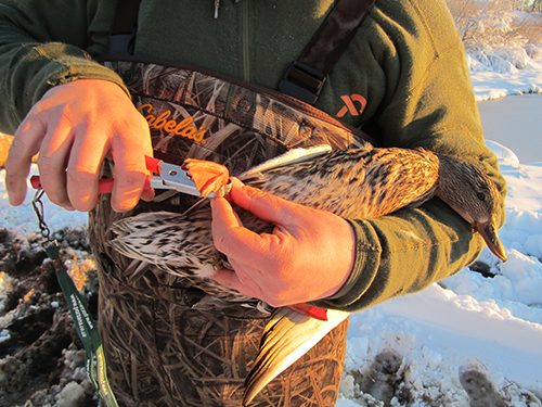 DEM biologist Josh Beuth branding a mallard duck last month in Narragansett. (Todd McLeish/ecoRI News)
