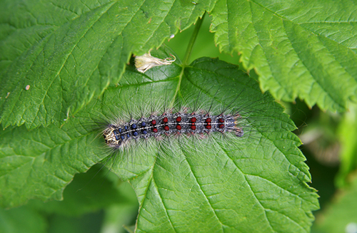 Last year’s infestation may have also affected water quality in the region and will likely do so again. (istock)