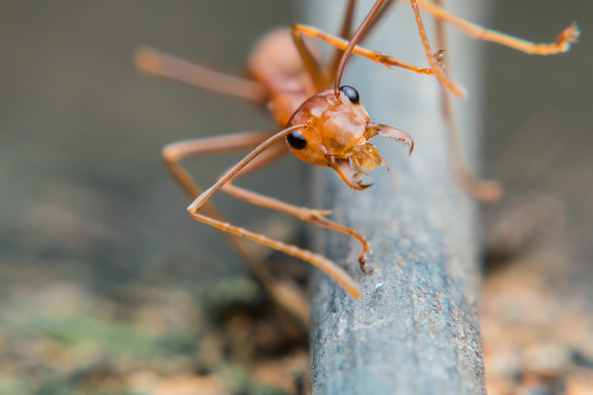 James Waters and his students amassed more than 2,000 specimens on the Providence College campus, and it took almost two years of work to sort and identify them. (istock)