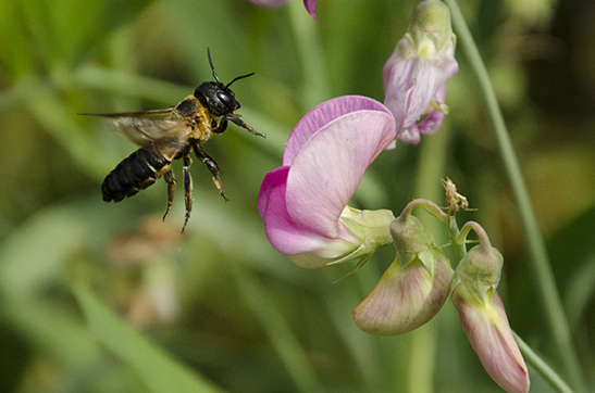Of all flowering plants, 85 percent require an animal, mostly insects, to transfer pollen for fertilization. (Audubon Society of Rhode Island)