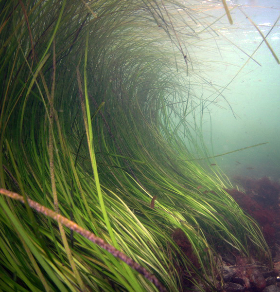 A recent report found 1,144 acres of eelgrass and other submerged vegetation in Rhode Island waters, an 18 percent decrease from 2012. (NOAA)