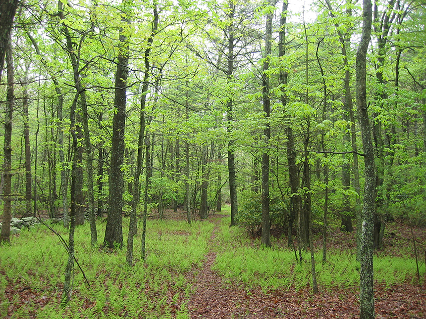 The South Kingstown Land Trust also recently protected more land around Yawgoo Pond. (Joanne Riccitelli/SKLT)