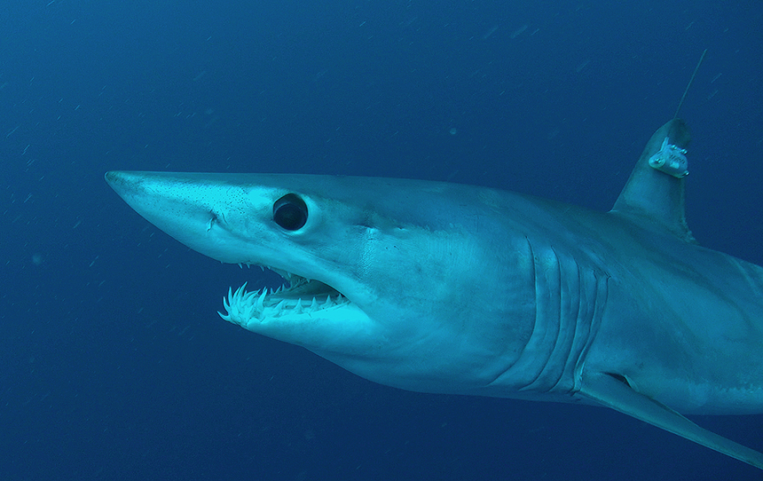 One of the mako sharks tagged by URI researcher Brad Wetherbee and colleagues from Nova Southeastern University. (George Schellenger)