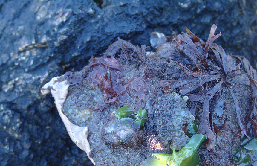 Preliminary research results have found 100 microplastic particles in northern star coral polyps. In the photo above, the northern star coral is attached to a rock and near green alga, commonly called sea lettuce, and red alga. (Frank Carini/ecoRI News)