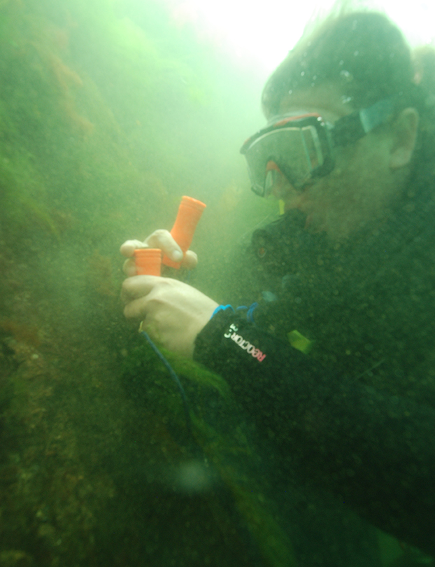 Randi Rotjan collecting some northern star coral off the Jamestown shore. (Michael Lombardi/Ocean Opportunity)