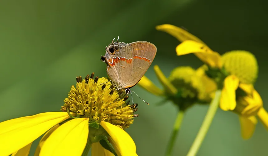 Rhode Island butterfly observers did notice increased sightings of southern species this year, such as the red-banded hairstreak. (istock)