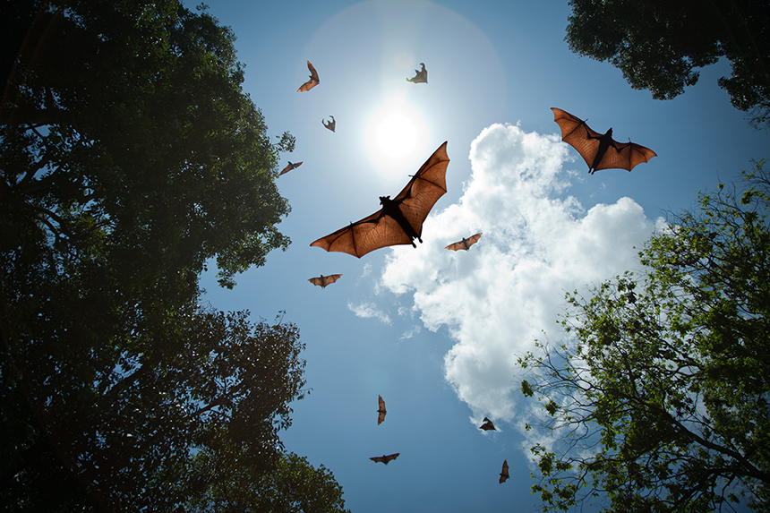 Wind turbine owners have reported dead bats at the base of their structures. (istock)