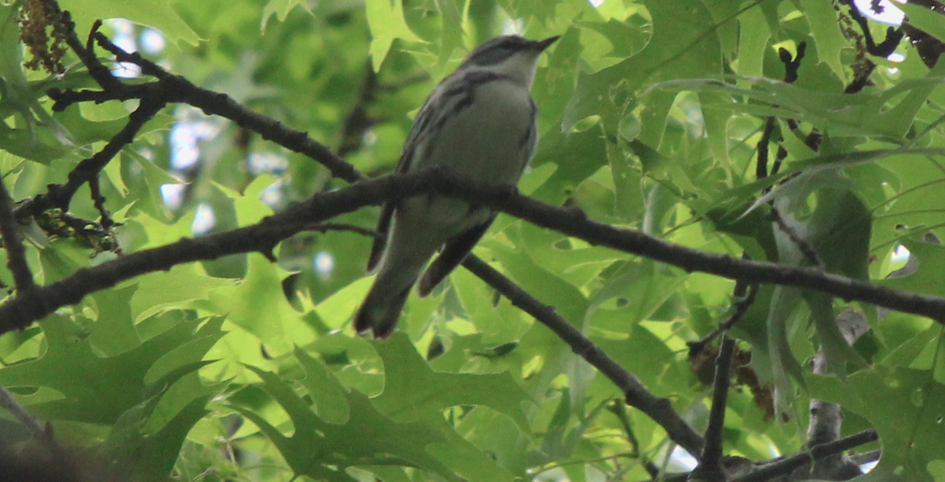 This male cerulean warbler was photographed May 28, 2016 in the Buck Hill Management Area in Burrillville, R.I. The bird is listed as a state-endangered species. (Dylan Pedro)