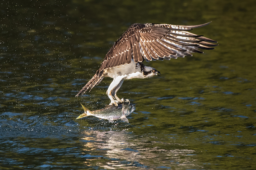 Menhaden are a favorite food of osprey and other wildlife. (istock)