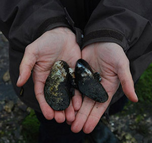 Ribbed mussels can filter bacteria, nutrients and contaminants from water. (Mark Dixon/NOAA)